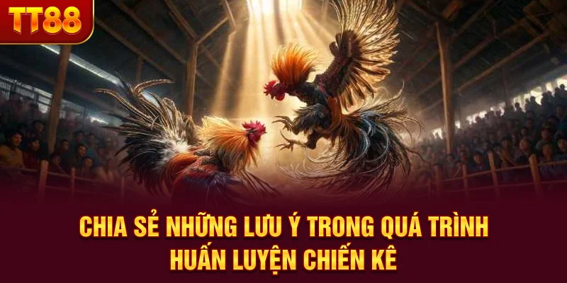 Chia sẻ những lưu ý trong quá trình huấn luyện chiến kê