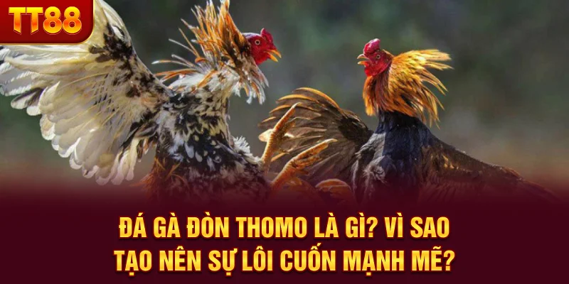 Đá gà đòn Thomo là gì? Vì sao tạo nên sự lôi cuốn mạnh mẽ?